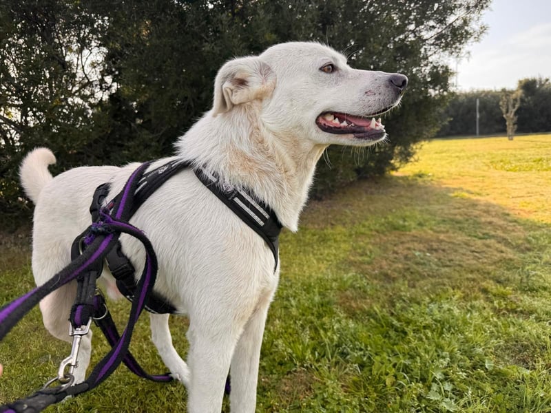 Lupin: ein großer Schmuser wartet auf Dich