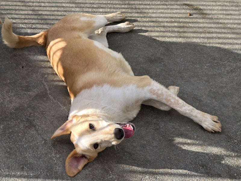 Trilly: ein Schatz für die ganze Familie