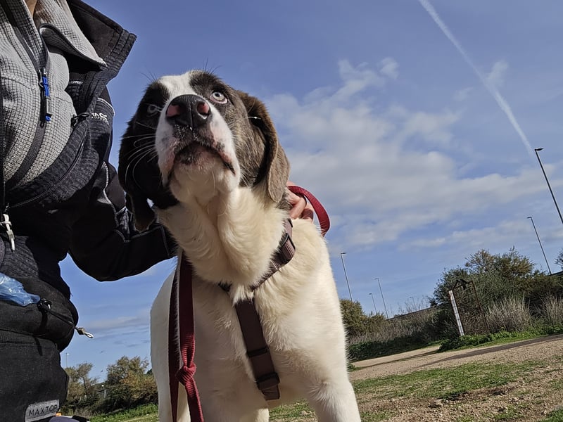 Carlo: was will man mehr?