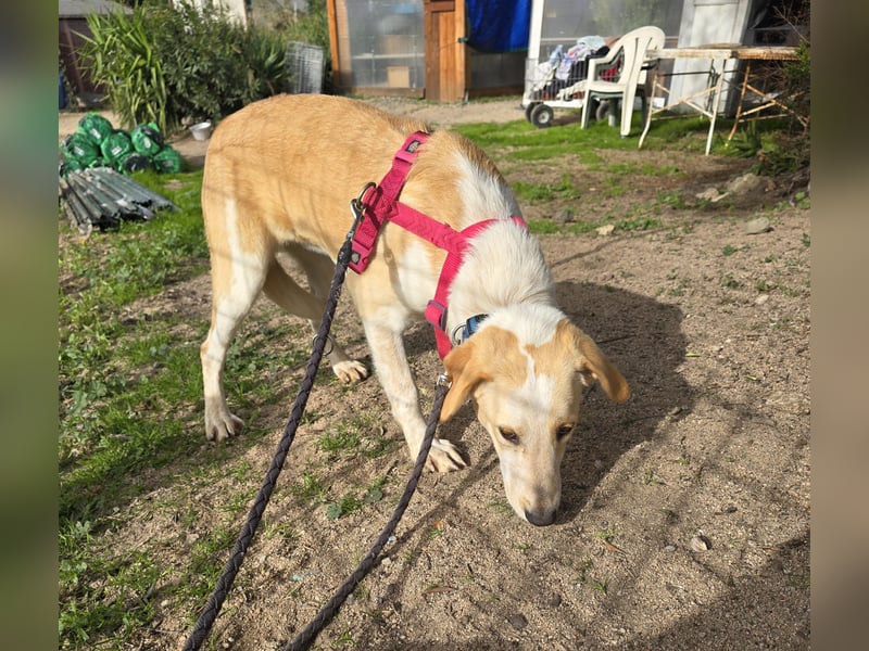 Trilly: ein Schatz für die ganze Familie