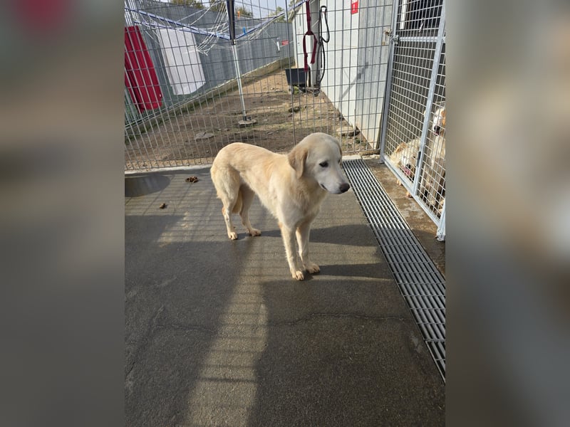 Nala: ein richtiger Hingucker