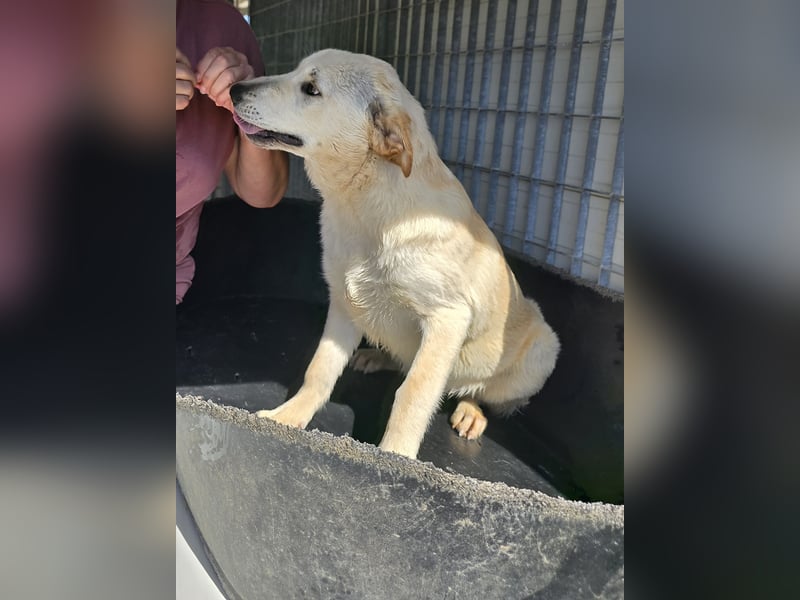 Fidor: kleiner Labbi-Junge sucht sein Glück