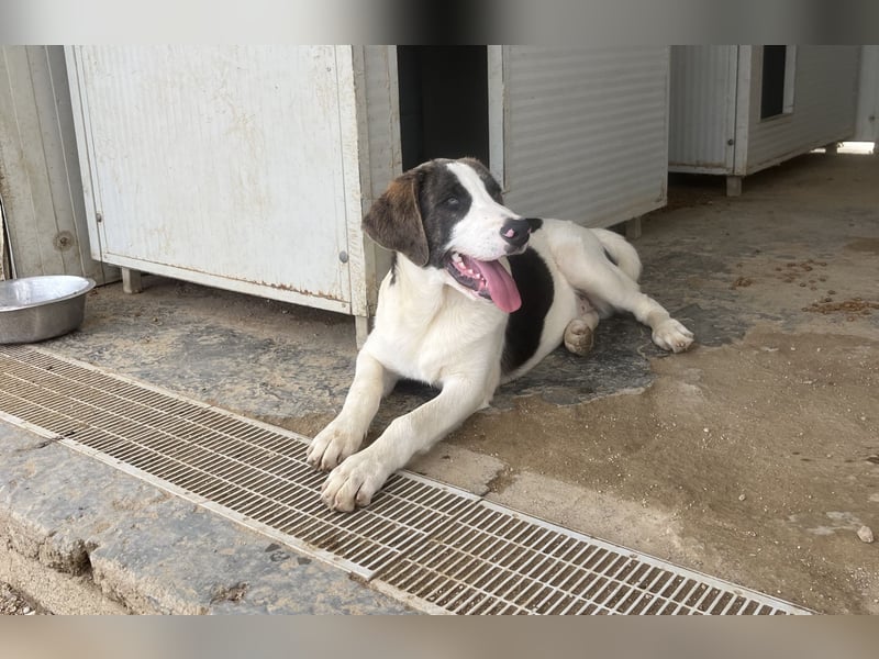 Carlo: ihn muss man lieb haben