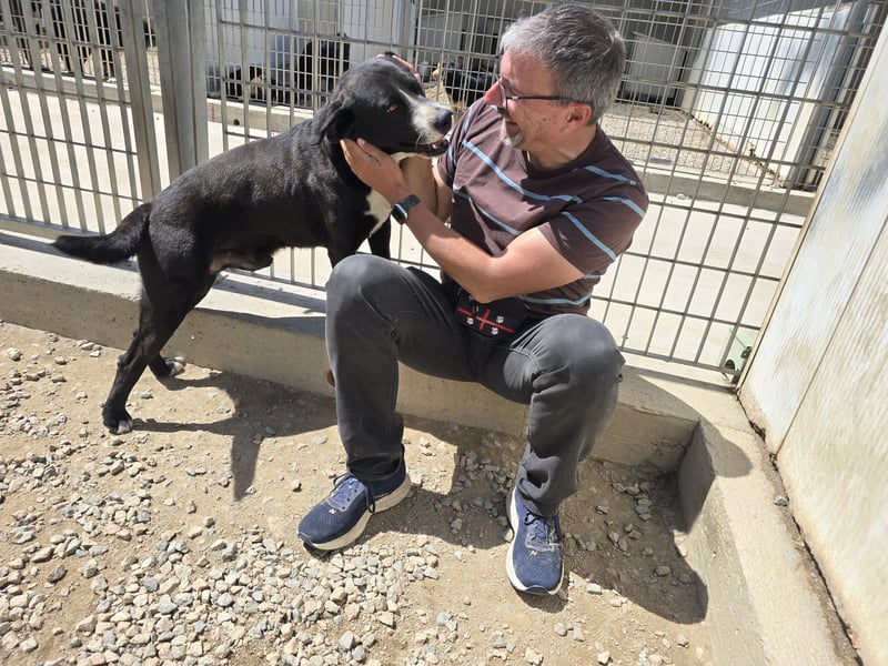 Coco: wo sind die Labrador-Freunde?