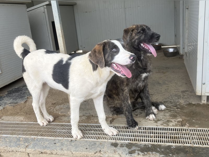 Carlo: ihn muss man lieb haben