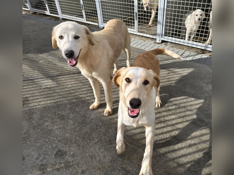 Nala: ein richtiger Hingucker