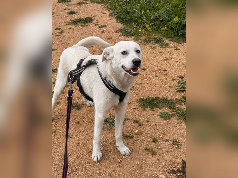 Lupin: ein großer Schmuser wartet auf Dich