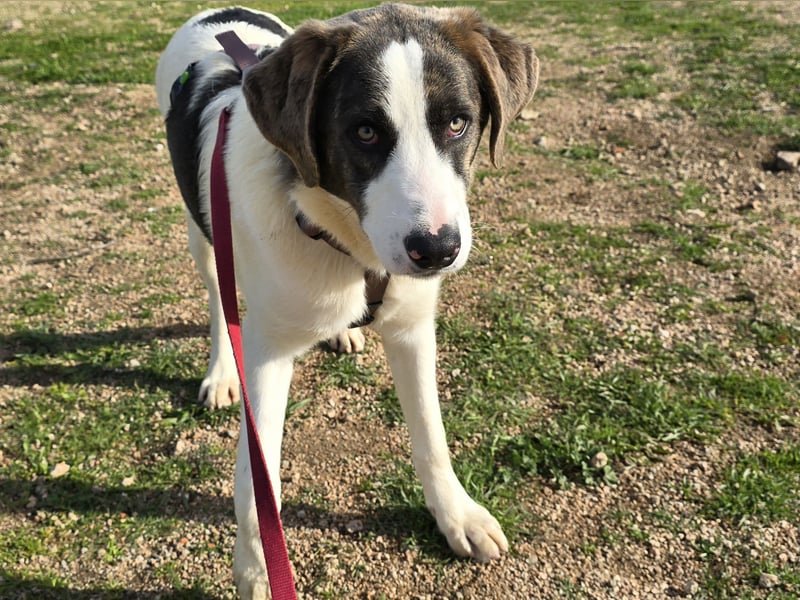 Carlo: was will man mehr?