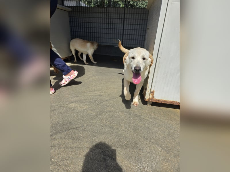 Fidor: kleiner Labbi-Junge sucht sein Glück