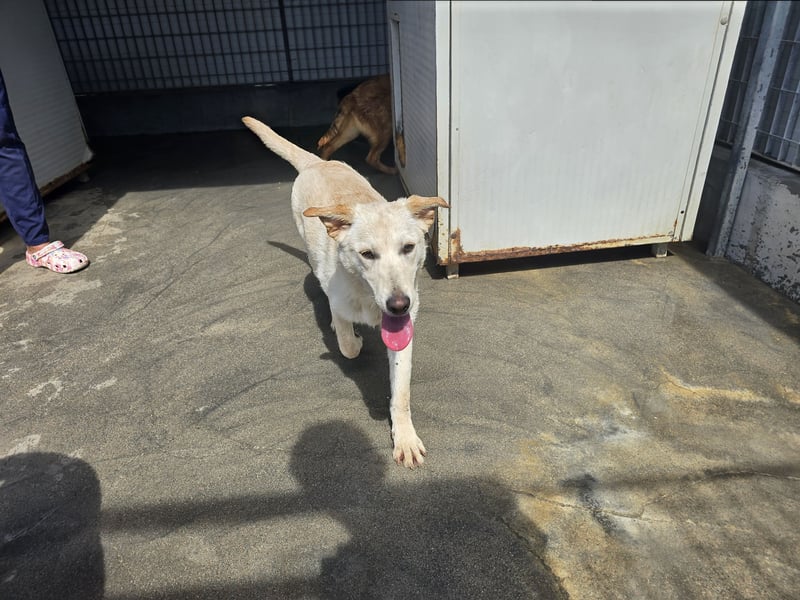 Fidor: kleiner Labbi-Junge sucht sein Glück