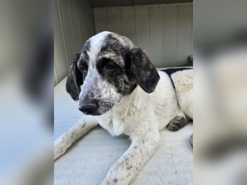 Cassian: Von der Flasche ins Tierheim