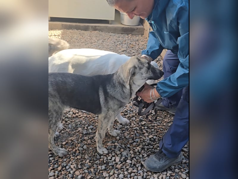 Cheyenne: Wärme und Geborgenheit gesucht