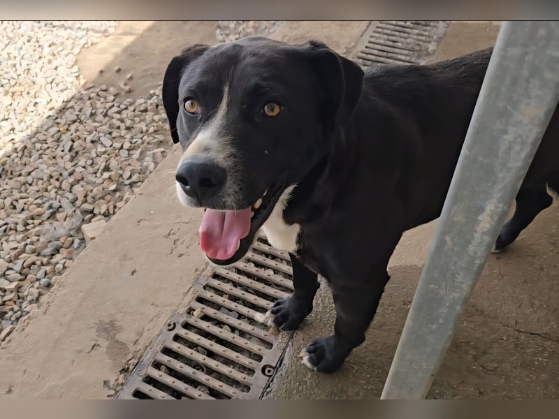 Coco: wo sind die Labrador-Freunde?