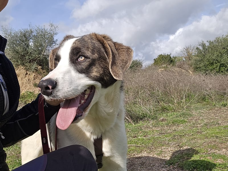 Carlo: was will man mehr?