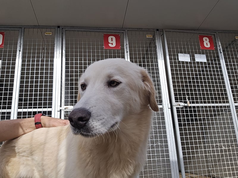 Nala: ein richtiger Hingucker