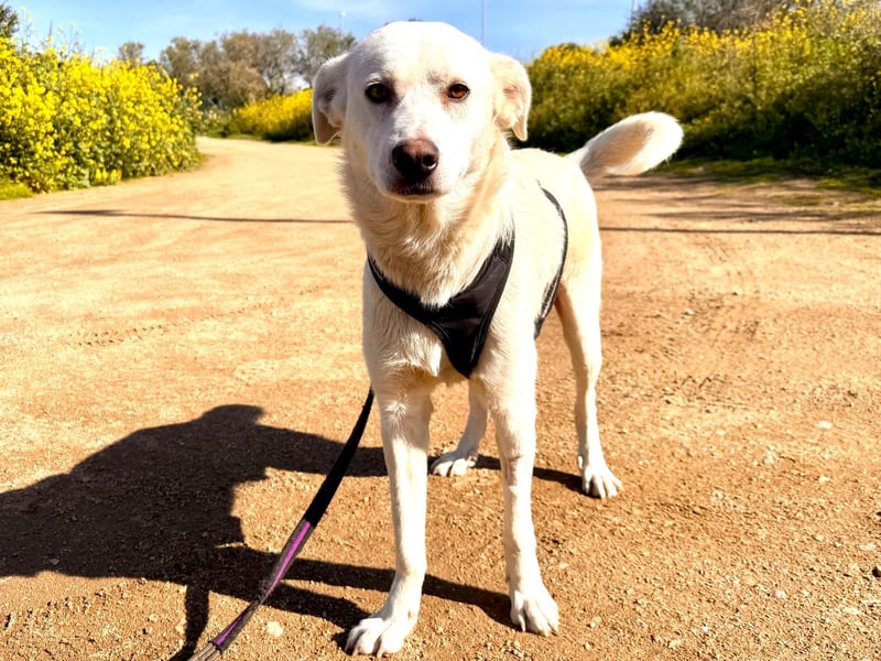 Lupin: ein großer Schmuser wartet auf Dich