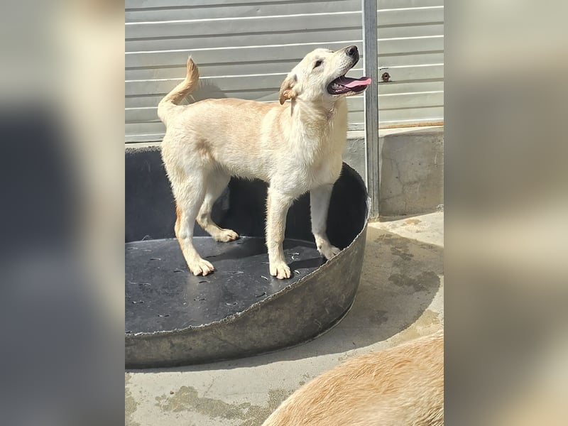 Fidor: kleiner Labbi-Junge sucht sein Glück