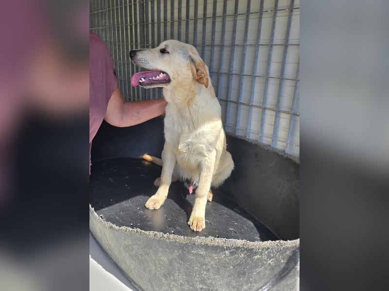 Fidor: kleiner Labbi-Junge sucht sein Glück