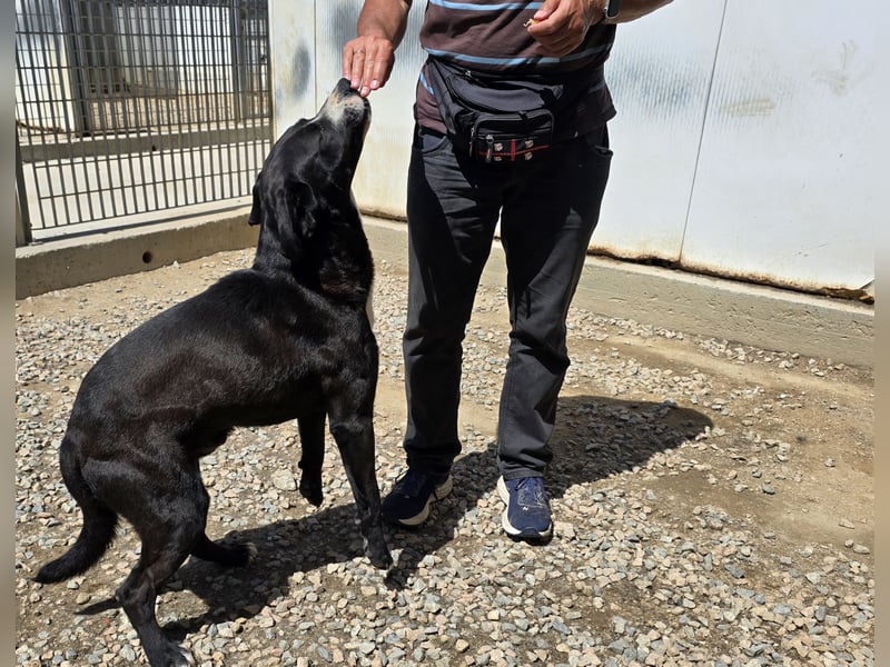Coco: wo sind die Labrador-Freunde?