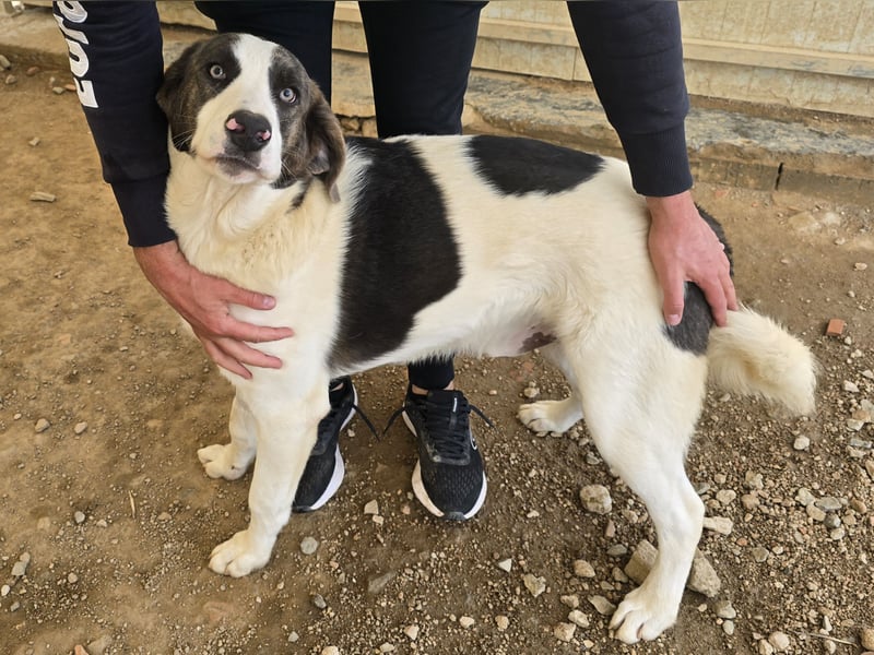 Carlo: ihn muss man lieb haben
