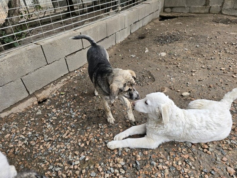 Clarissa: sehnt sich nach 1000 Streichelhänden