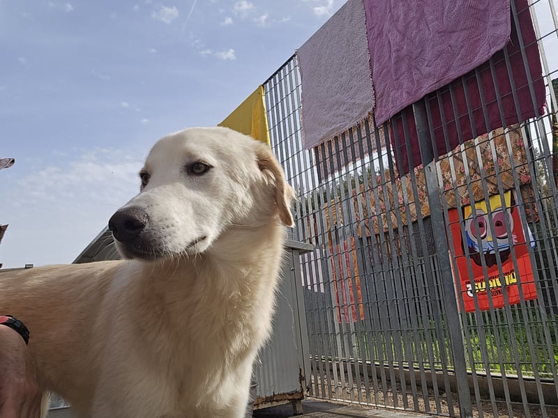 Nala: ein richtiger Hingucker