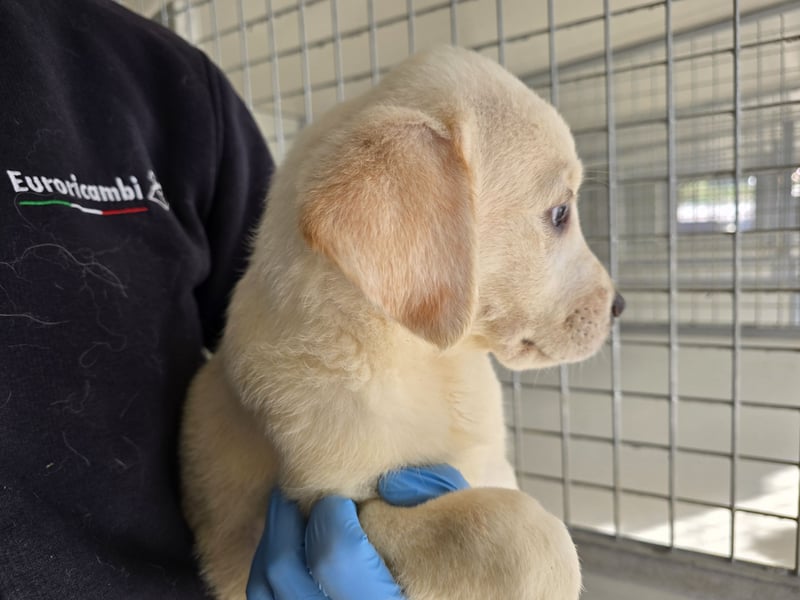 Naira - vom Flughafen ins schöne Leben