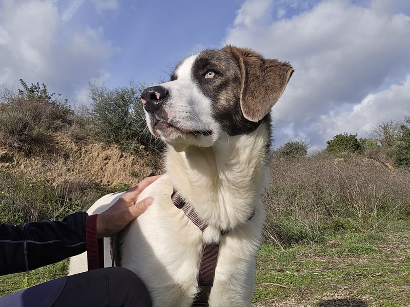 Carlo: was will man mehr?