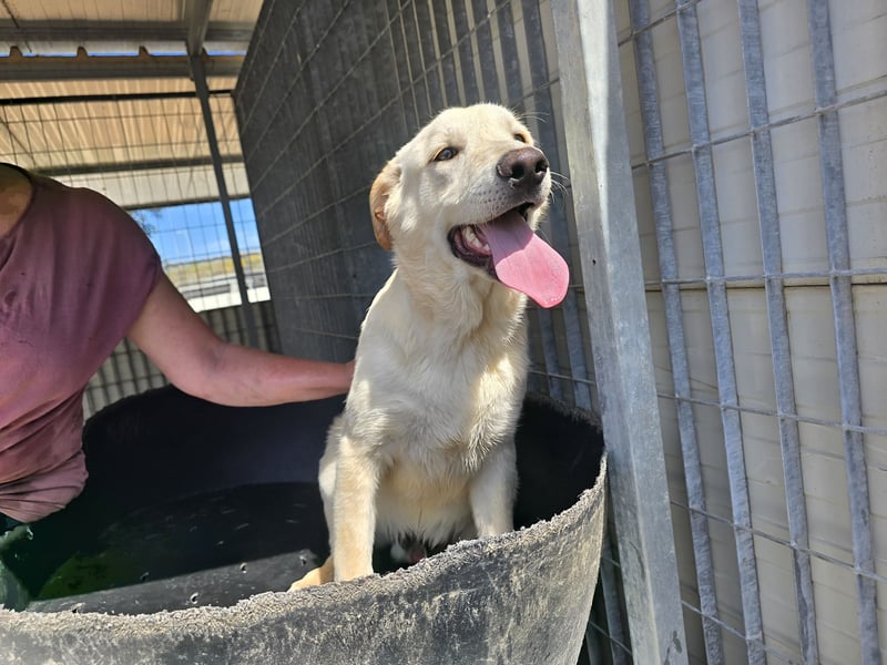 Fidor: kleiner Labbi-Junge sucht sein Glück