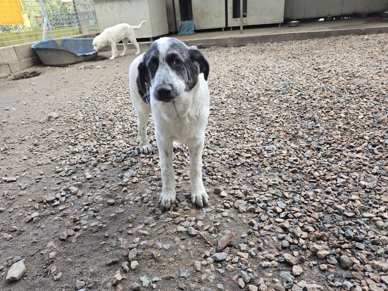 Cassian: Von der Flasche ins Tierheim