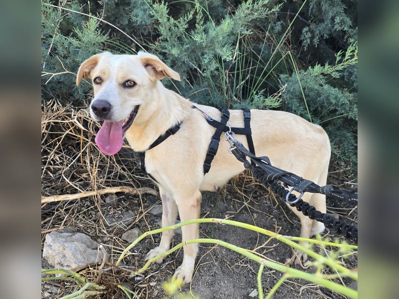 Jolie: ein Traum für Labrador-Freunde