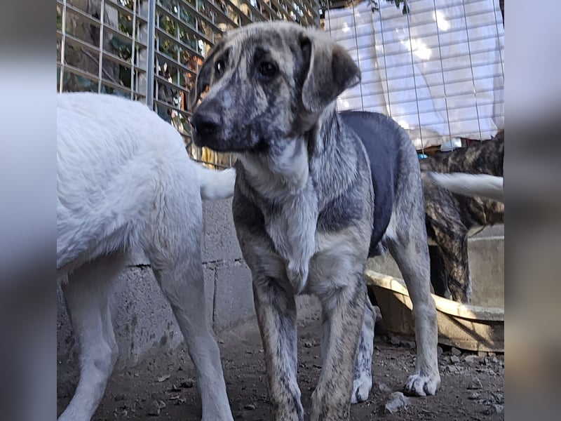 Cheyenne: beeindruckt mit ihrem ruhigen Wesen
