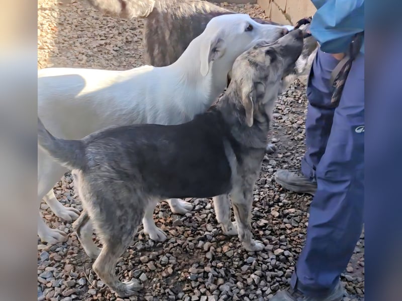 Cheyenne: Wärme und Geborgenheit gesucht