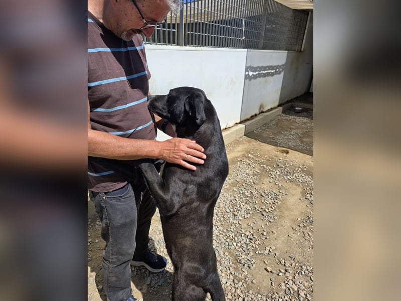 Coco: wo sind die Labrador-Freunde?