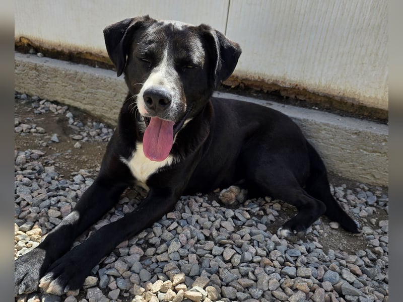 Coco: wo sind die Labrador-Freunde?
