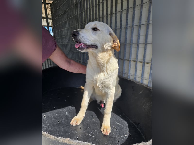 Fidor: kleiner Labbi-Junge sucht sein Glück