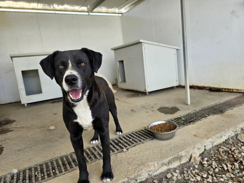 Coco: wo sind die Labrador-Freunde?