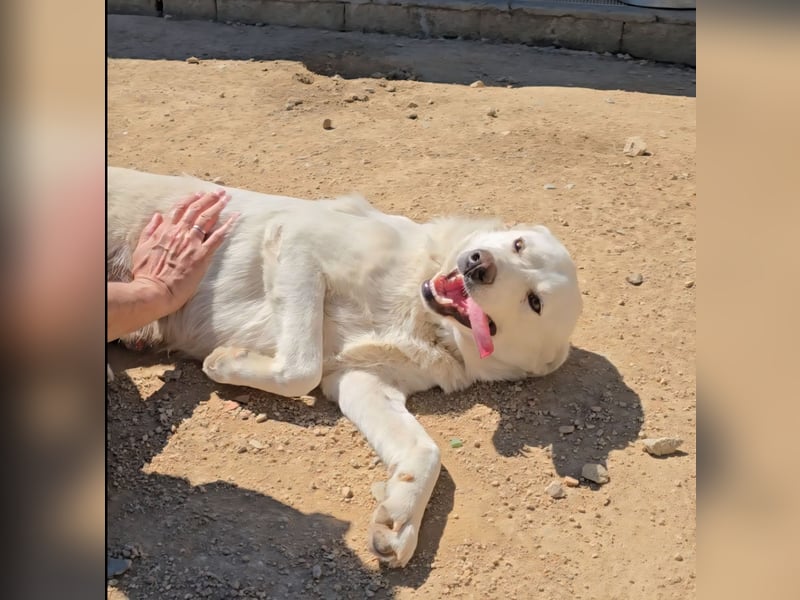 Lupin: ein großer Schmuser wartet auf Dich