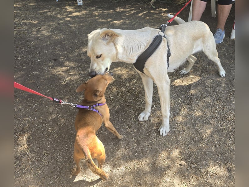 Jolie: ein Traum für Labrador-Freunde