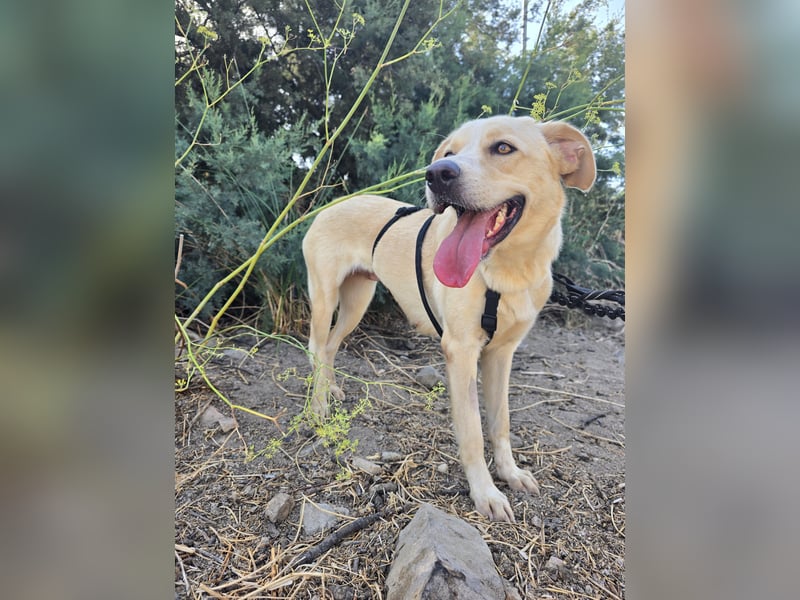 Jolie: ein Traum für Labrador-Freunde