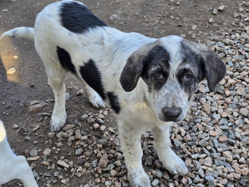 Cassian: Von der Flasche ins Tierheim