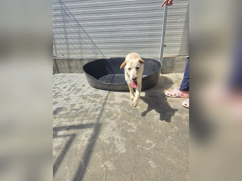 Fidor: kleiner Labbi-Junge sucht sein Glück