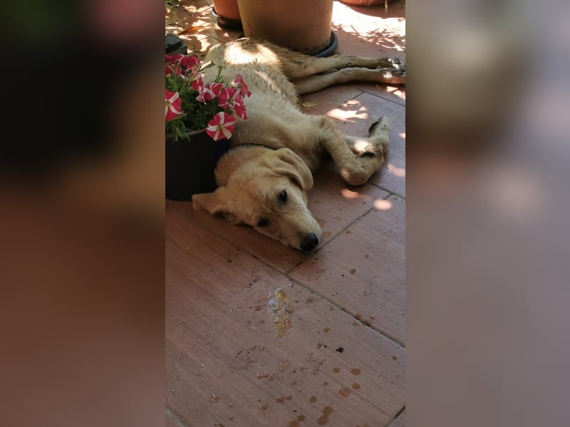 Der kleine Kalle kann in der Südpfalz besucht werden