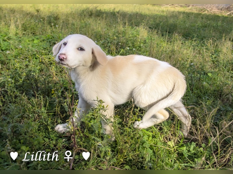 Lillith sucht ein Zuhause