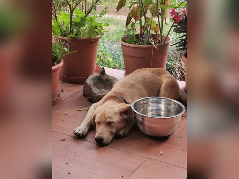 Der kleine Kalle kann in der Südpfalz besucht werden