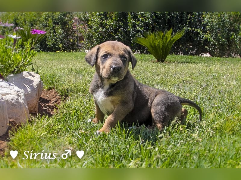 Savas, Selma, Simos, Sirius und Smile suchen ein Zuhause