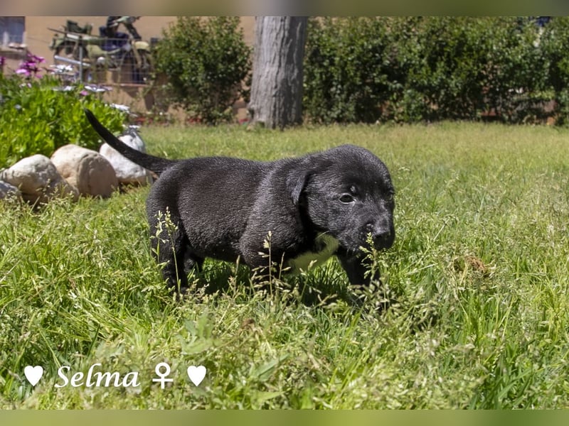 Savas, Selma, Simos, Sirius und Smile suchen ein Zuhause