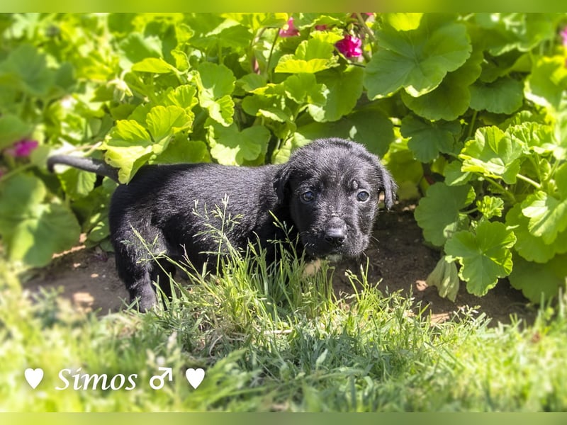 Savas, Selma, Simos, Sirius und Smile suchen ein Zuhause