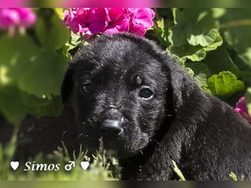 Savas, Selma, Simos, Sirius und Smile suchen ein Zuhause