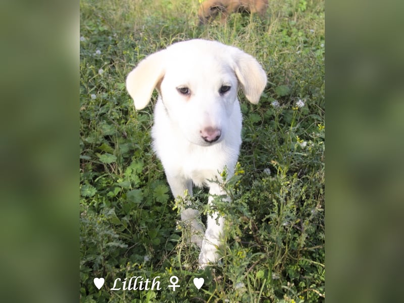 Lillith sucht ein Zuhause